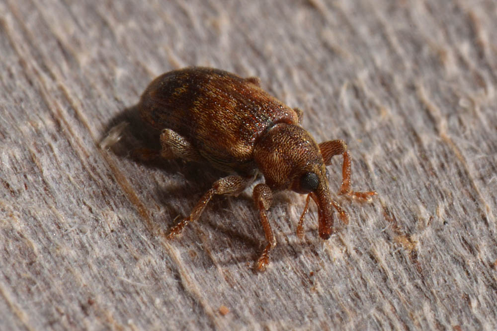 Curculionidae:  Dorytomus nebulosus